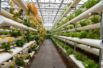 现代农业种植有机蔬菜摄影图