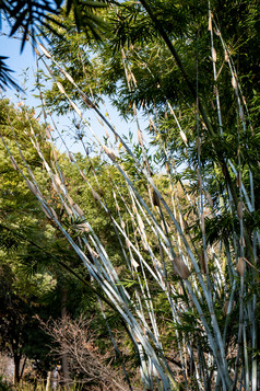 植物竹叶竹子树枝树叶摄影图