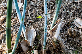 植物<strong>竹叶</strong>竹子树枝树叶摄影图