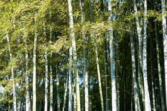 植物<strong>竹叶</strong>竹子树枝树叶摄影图
