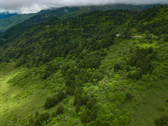 祖国青山森林树林云雾航拍摄影图