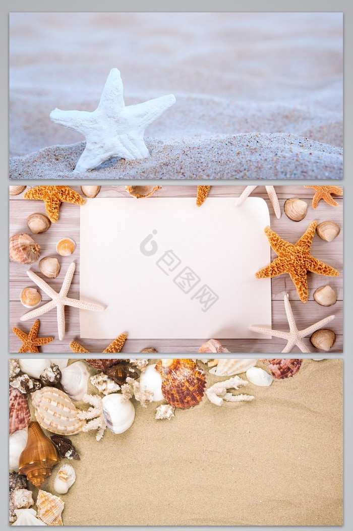 贝壳海星图片图