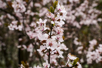 春天<strong>百花盛开</strong>万紫千红摄影图