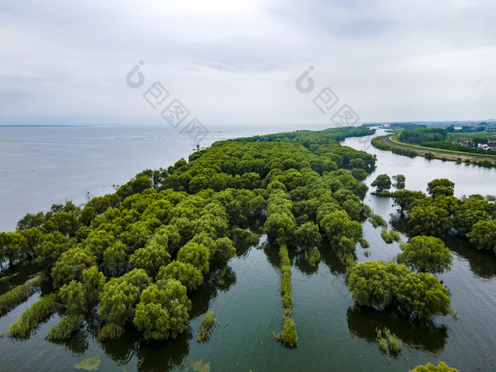 湖南岳阳洞庭湖水上森林植物航拍摄影图