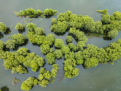 湖南岳阳洞庭湖水上森林植物航拍摄影图