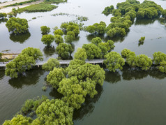 湖南岳阳洞庭湖水上森林植物航拍摄影图