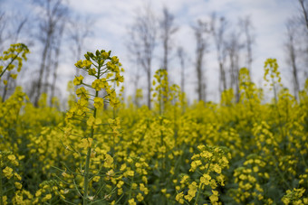 金黄<strong>油菜花</strong>摄影图