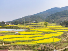 美丽乡村金黄油菜花盛开航拍摄影图