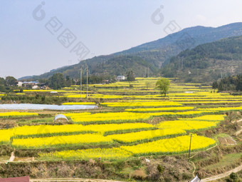 美丽乡村金黄油菜花盛开航拍摄影图