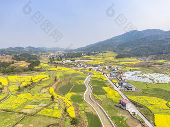 美丽乡村金黄油菜花盛开航拍摄影图