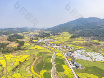 美丽乡村金黄油菜花盛开航拍摄影图