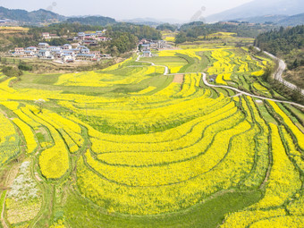 美丽乡村金黄<strong>油菜花</strong>盛开航拍摄影图