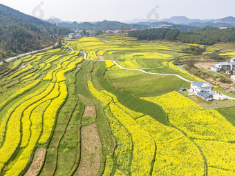 美丽乡村金黄油菜花盛开航拍摄影图