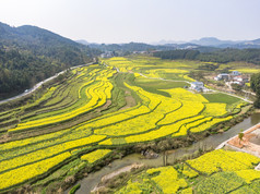 美丽乡村金黄油菜花盛开航拍摄影图