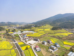 美丽乡村金黄油菜花盛开航拍摄影图