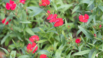 花树木<strong>绿色植物摄影</strong>图