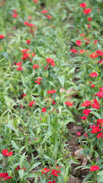 花树木<strong>绿色植物摄影</strong>图