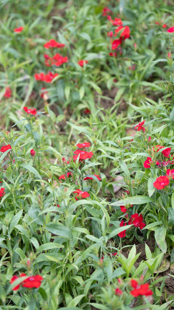 花树木<strong>绿色植物摄影</strong>图