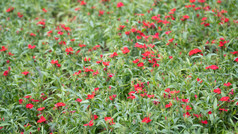 花树木绿色植物摄影图