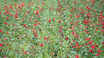 花树木<strong>绿色植物摄影</strong>图