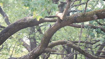 花树木<strong>绿色植物摄影</strong>图