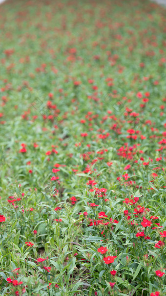 花树木<strong>绿色植物摄影</strong>图