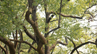 花树木<strong>绿色植物摄影</strong>图