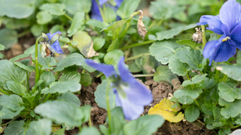 花树木<strong>绿色植物摄影</strong>图