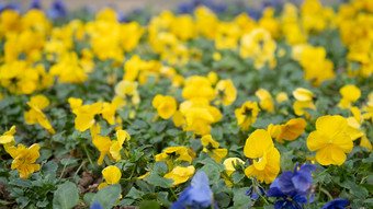 花树木<strong>绿色植物摄影</strong>图