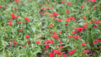 花树木<strong>绿色植物摄影</strong>图