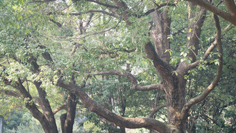 花树木<strong>绿色植物摄影</strong>图