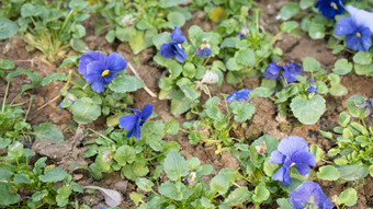 花树木<strong>绿色植物摄影</strong>图