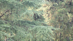 绿色植物杉树摄影图