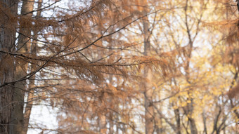 <strong>秋景</strong>红木杉树枯黄植物摄影图