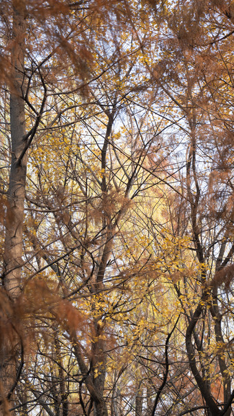 <strong>秋景</strong>红木杉树枯黄植物摄影图