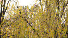 秋色枯黄柳树树枝树叶摄影图