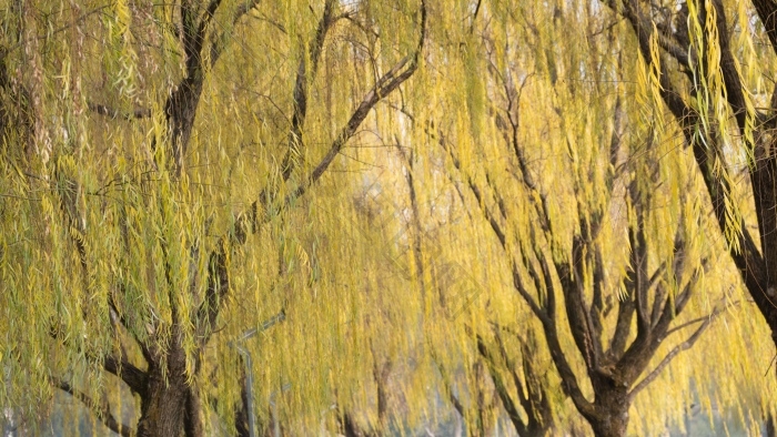 秋色枯黄柳树树枝树叶摄影图图片-包图网企业站