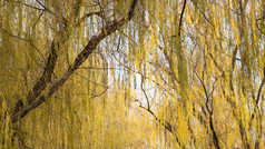 秋色枯黄柳树树枝树叶摄影图