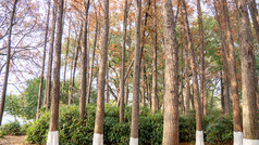 秋天笔直水杉杉树枯黄秋景摄影图
