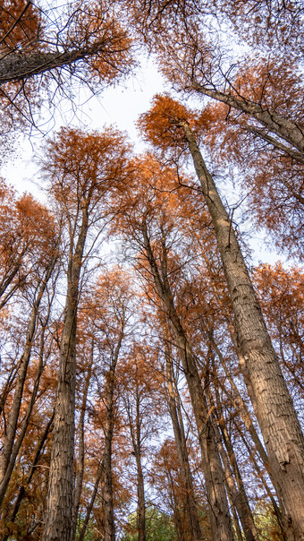 秋天笔直水杉杉树枯黄秋景摄影图
