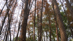 秋天笔直水杉杉树枯黄秋景摄影图 (83)