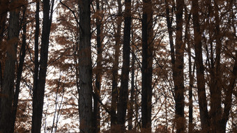 秋天笔直水杉杉树枯黄秋景摄影图 (86)