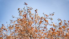 秋天枯黄枫叶植物摄影图
