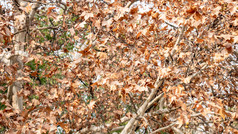 秋天枯黄枫叶植物摄影图