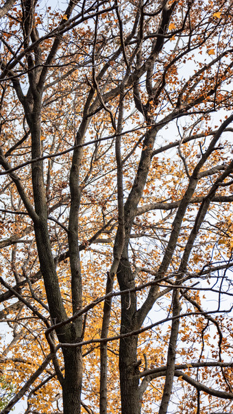 秋天植物枯黄树枝树叶摄影图
