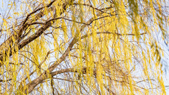 秋天植物枯黄树枝树叶摄影图