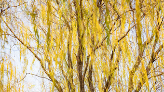秋天植物枯黄树枝树叶摄影图 (116)