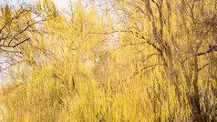 秋天植物枯黄树枝树叶摄影图 (124)