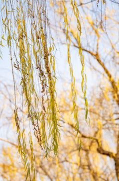 秋天植物枯黄树枝树叶摄影图 (127)