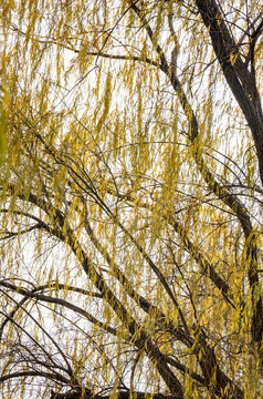 秋天植物枯黄树枝树叶摄影图 (135)